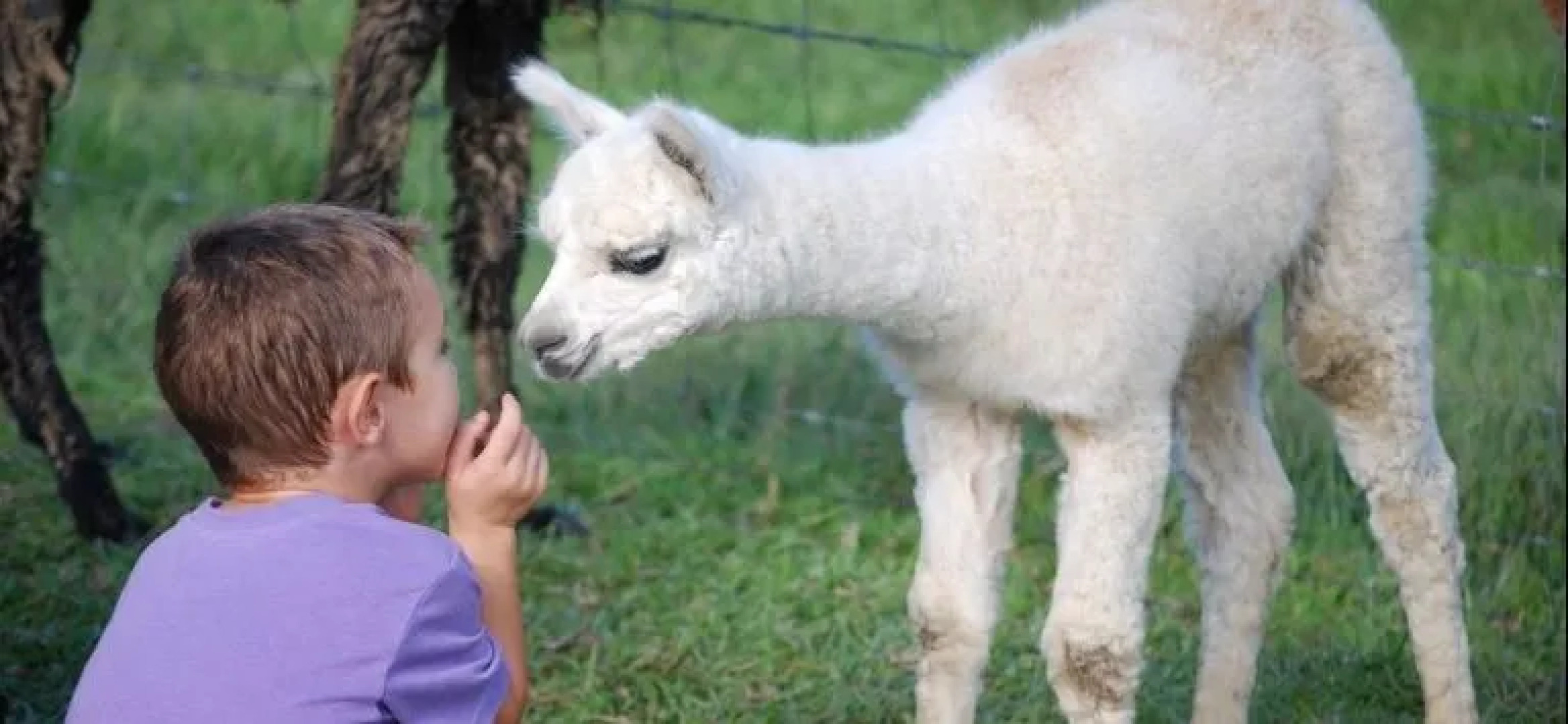 Jacaranda Creek Farmstay & B&B