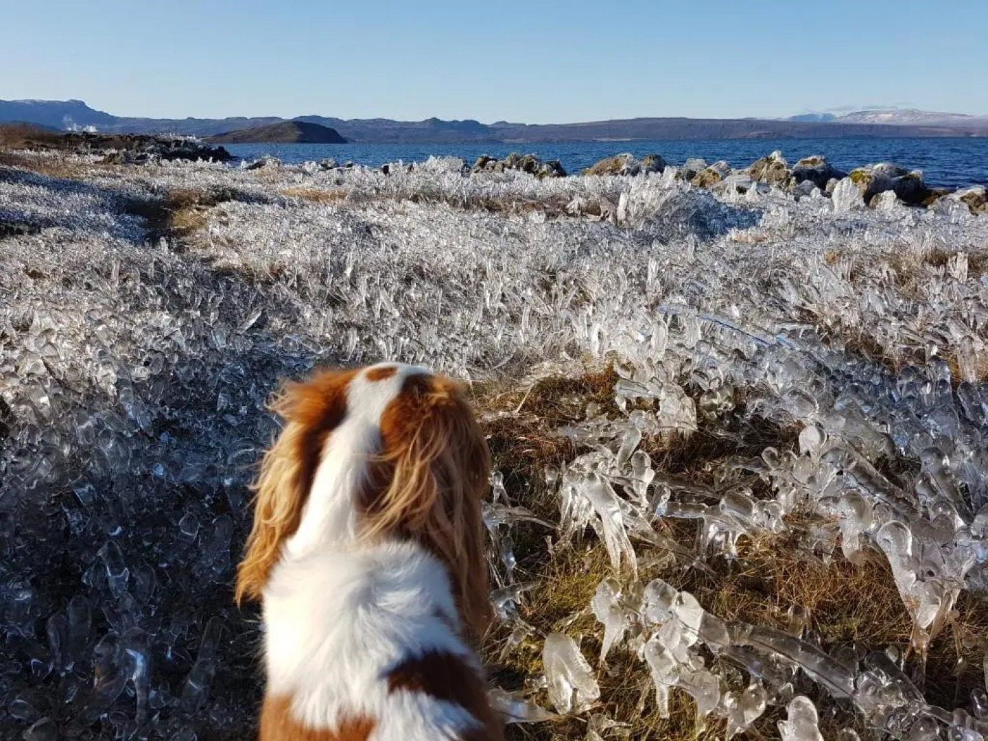 Lake Thingvellir Cottages