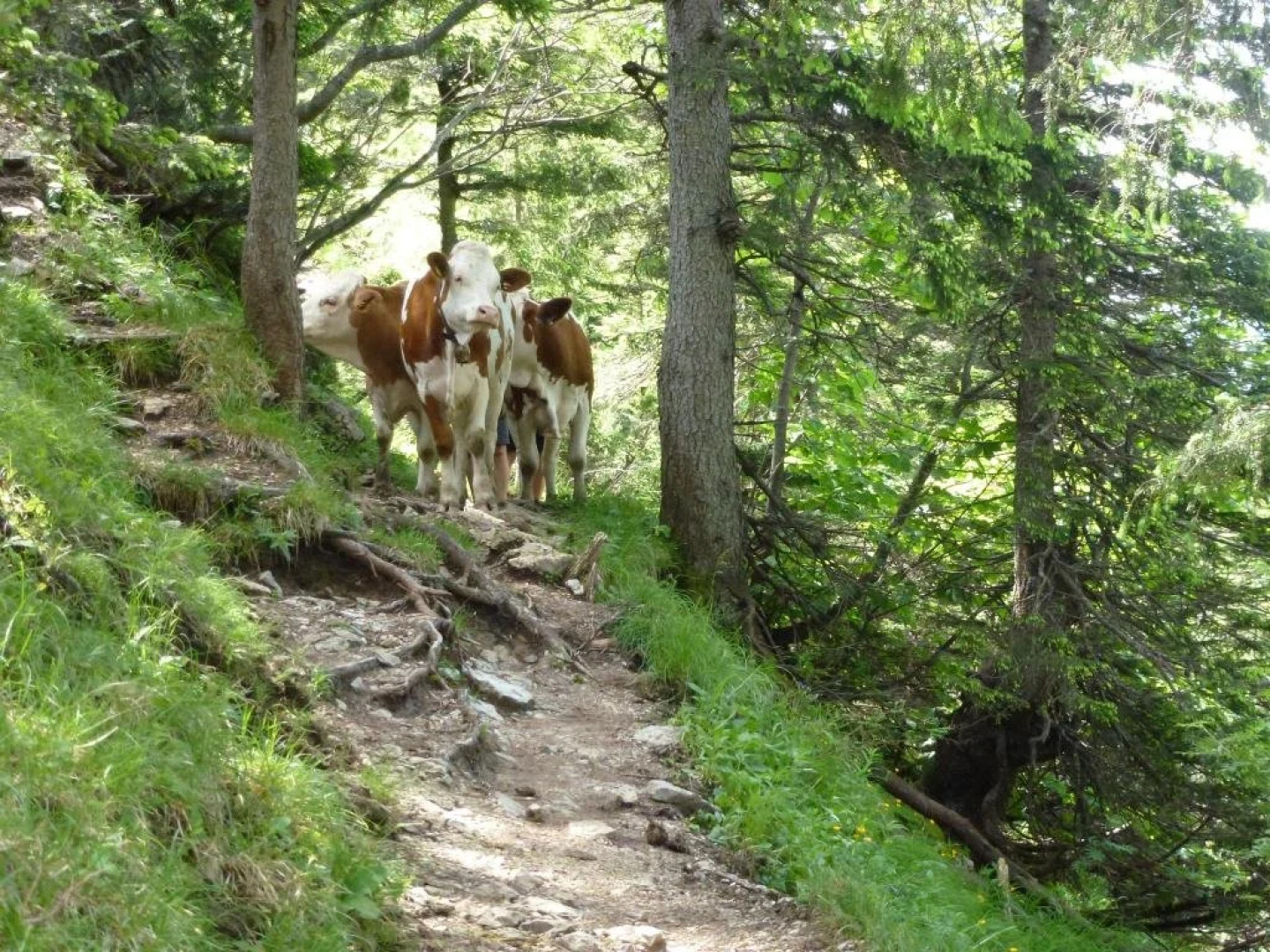 Berggasthof Butzn Wirt