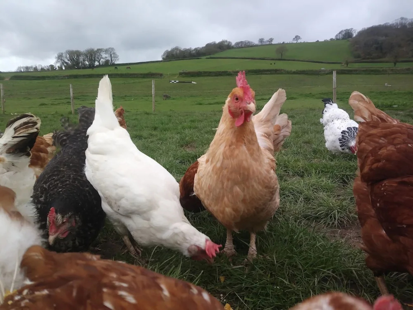 Higher Bruckland Farmhouse B&B