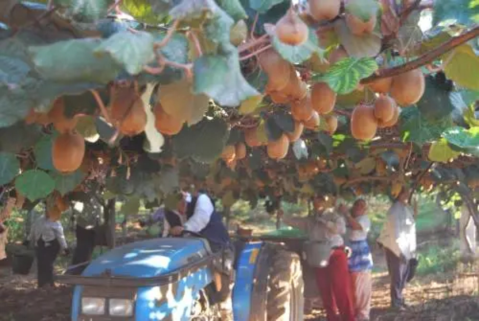 Agriturismo Torre Cristina