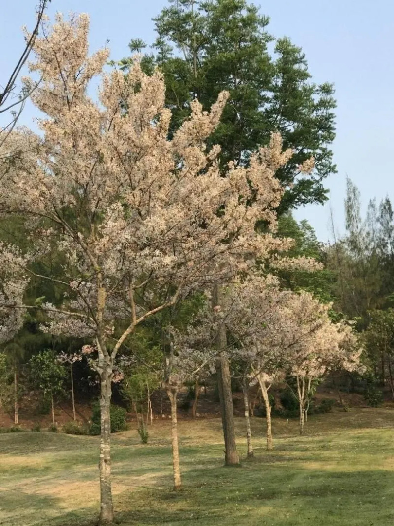 Suan Phueng Pa Wai Resort