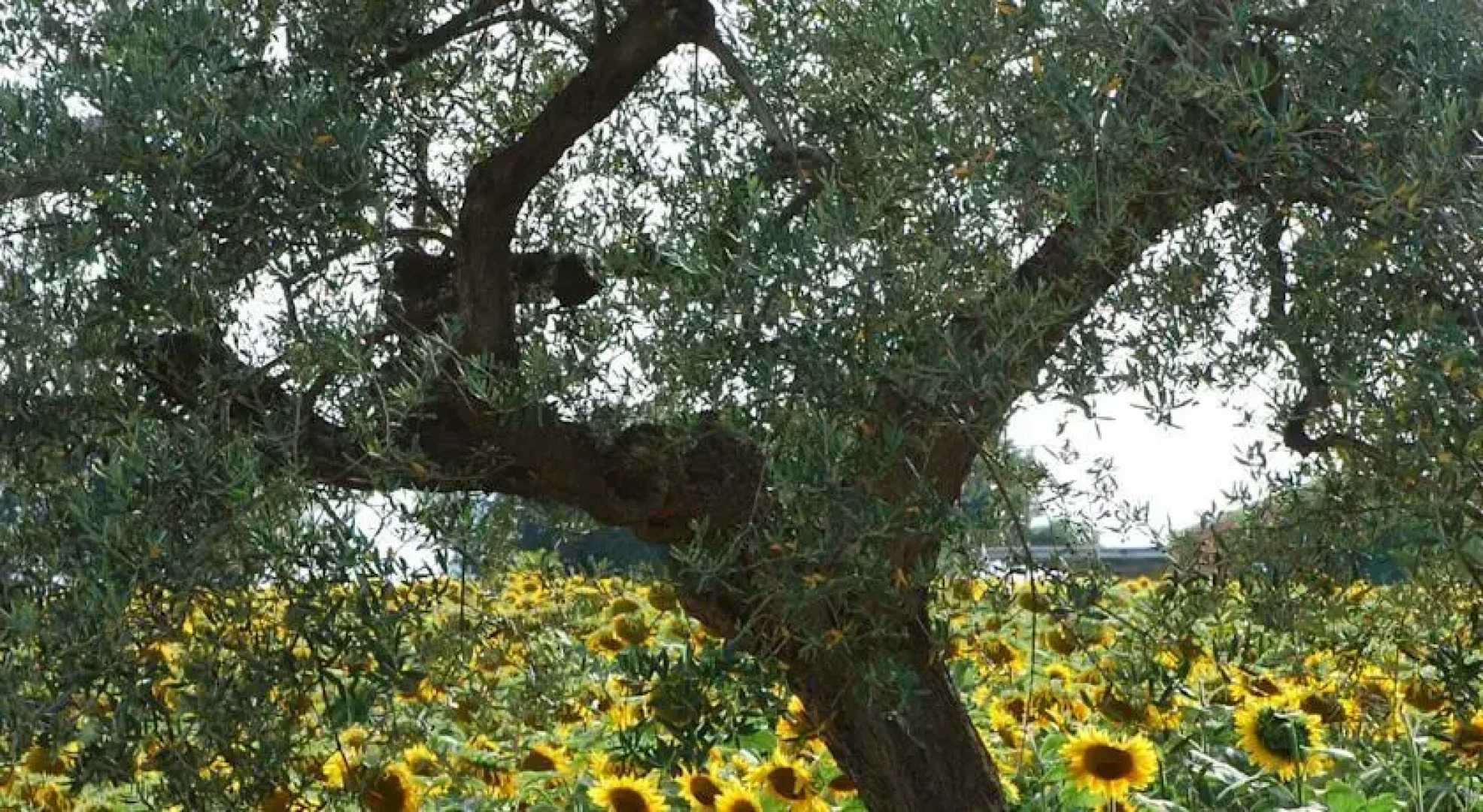 Masseria Le Due Colline