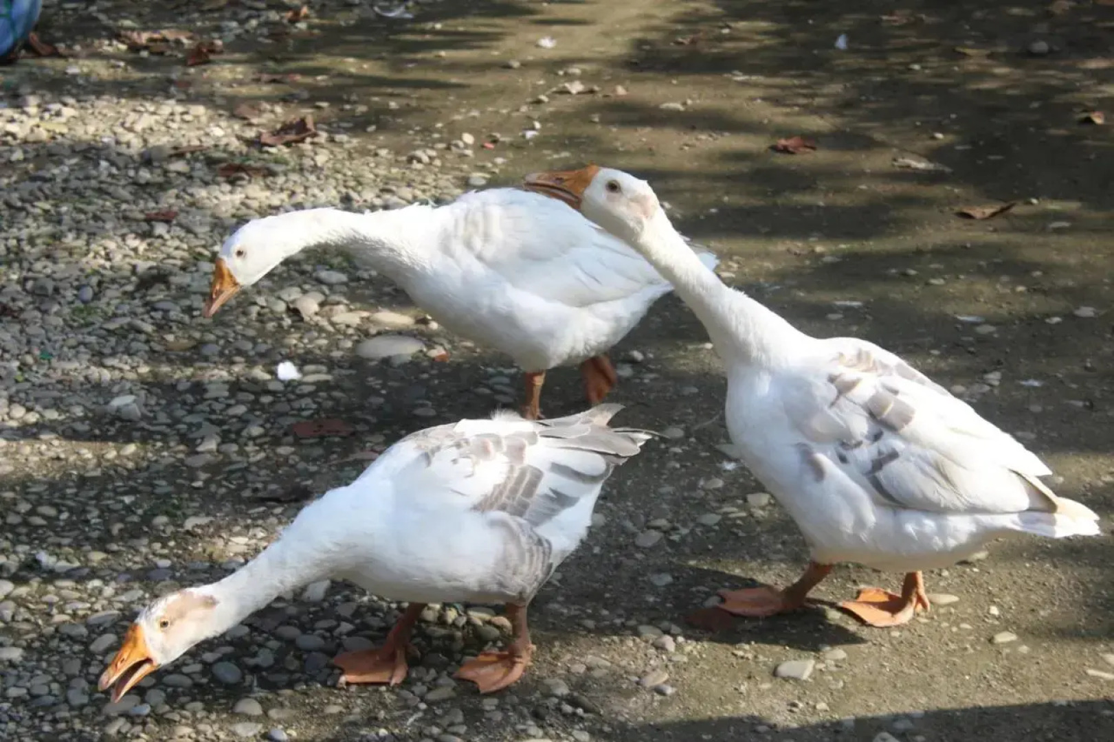 Suklaphanta Jungle Cottage