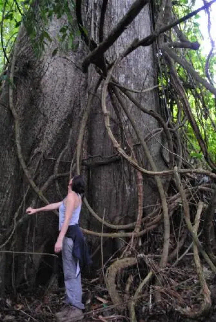 Chalets Silencio del Bosque