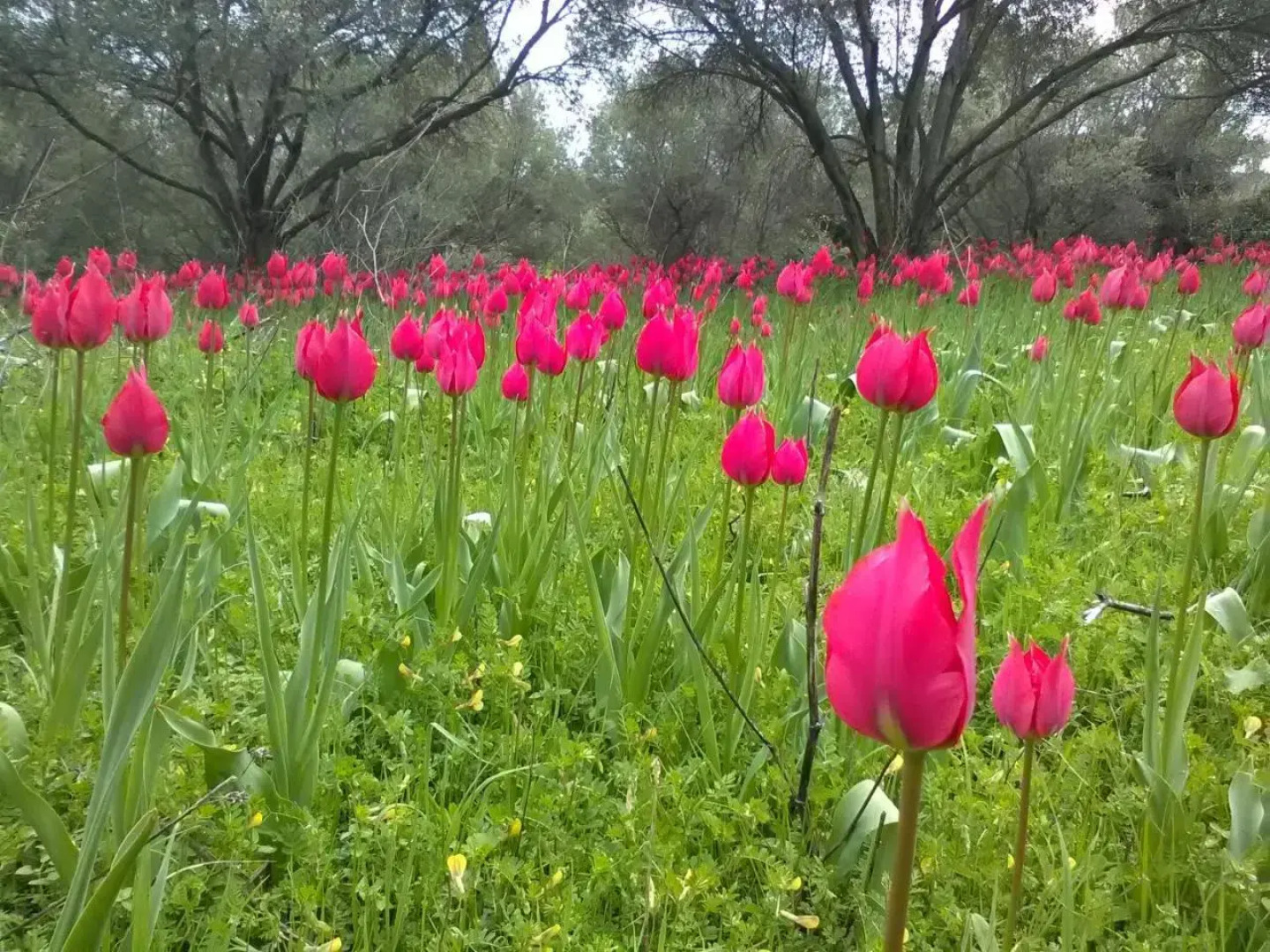 Traditional Guest house Chrisyis