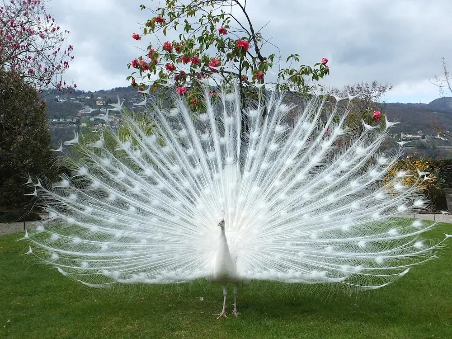 Apartment With one Bedroom in Castelletto Sopra Ticino, With Enclosed Garden and Wifi - 4 km From the Beach