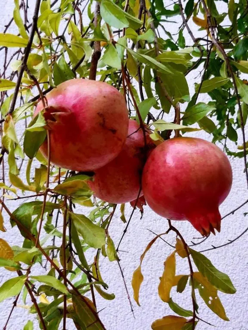 Holiday Home Sarin Most