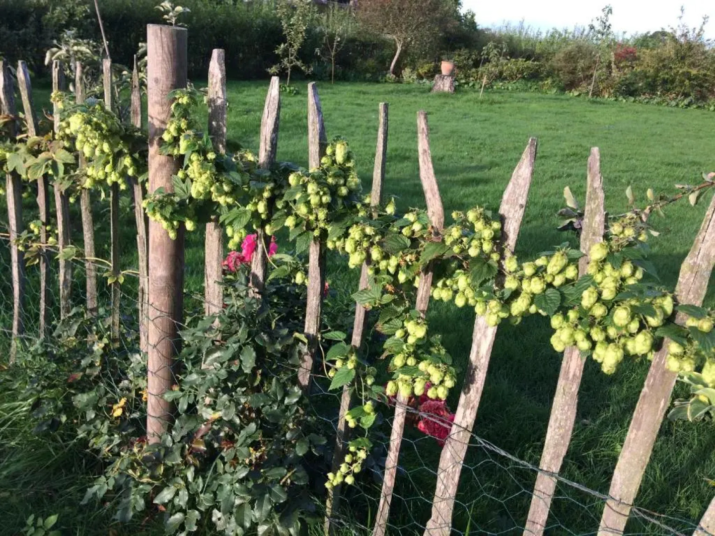 SIMPLE LIVING - Beds 190 cm - Dogs welcome on request - CARAVAN - COSY FARM BnB