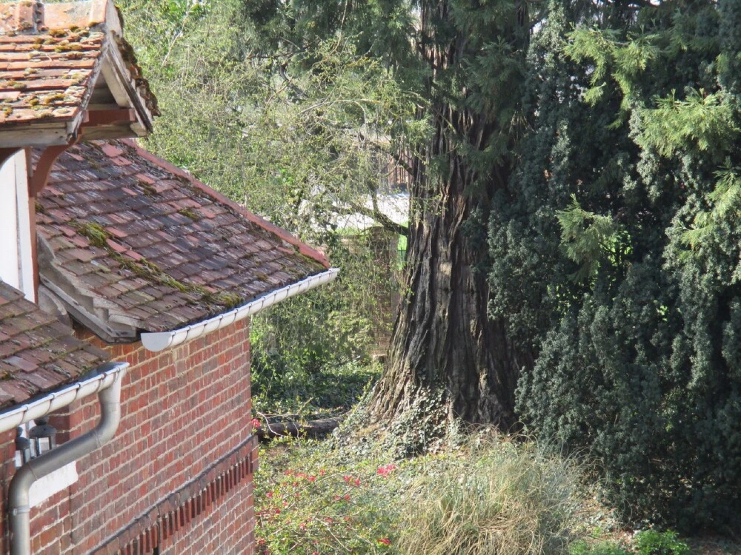 Le Cèdre - Bed and Breakfast