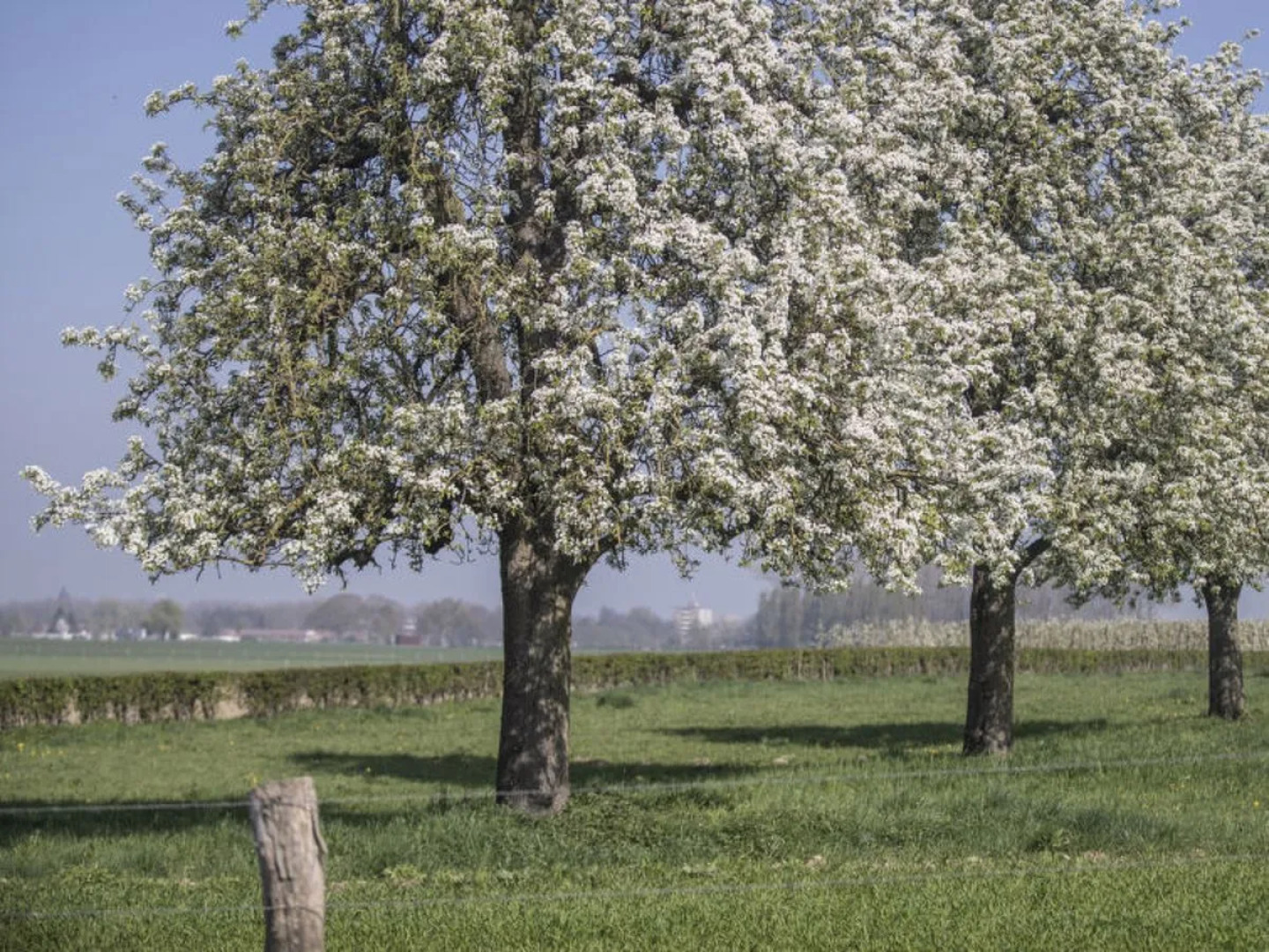 Bungalowpark Landsrade 19036