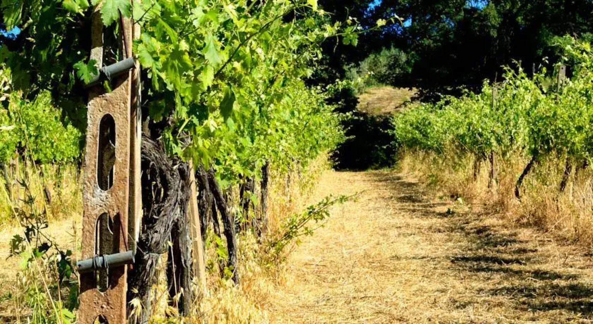 Tenuta Cavalieri di Scanzano