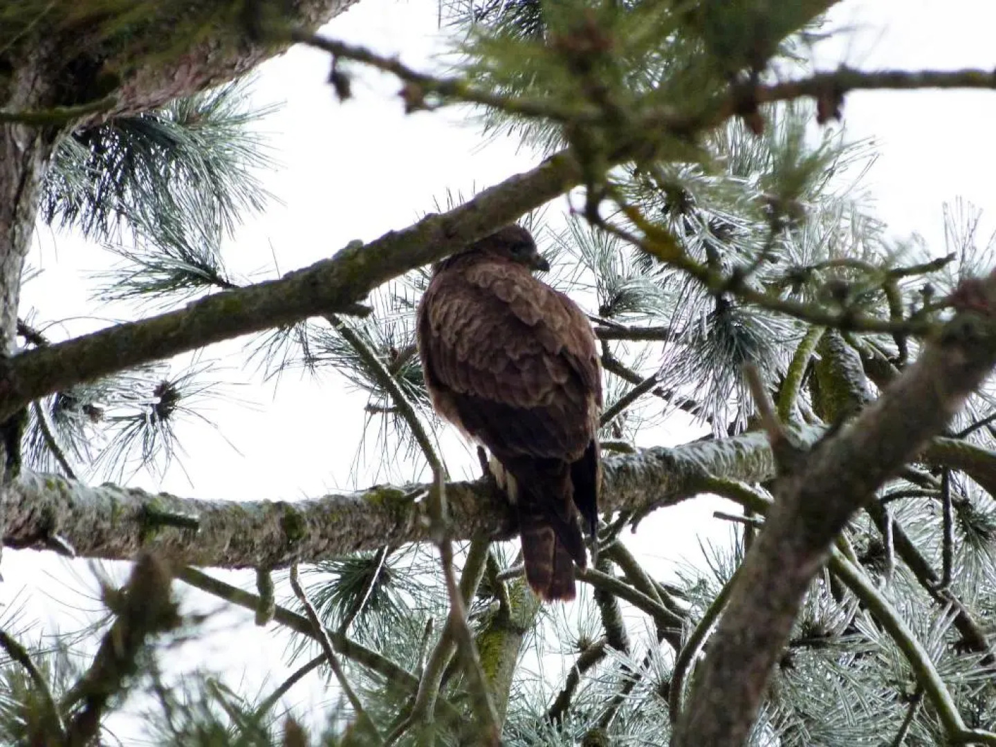 Les Reves de Flamboin