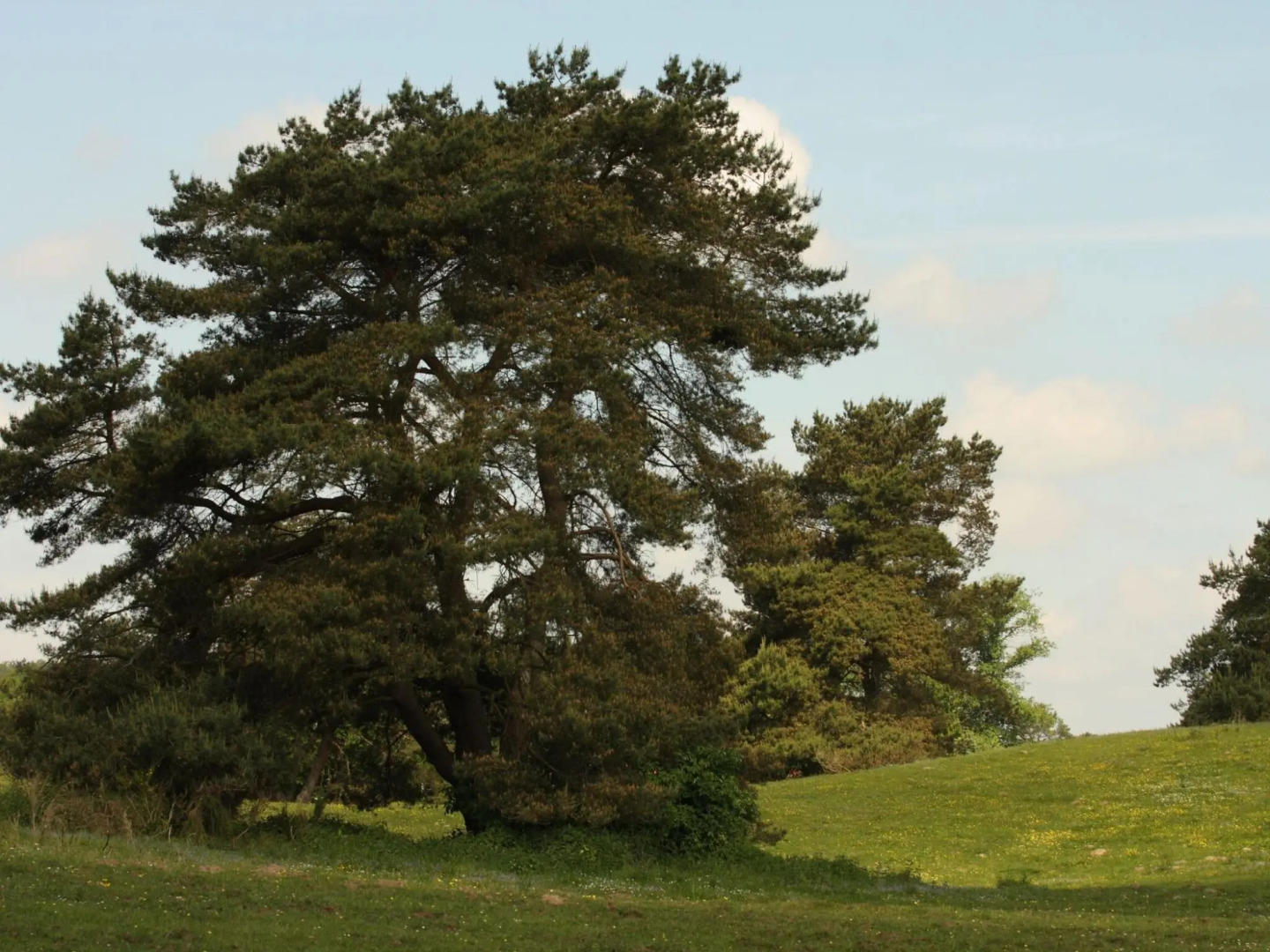 Terraced House, Lohmen