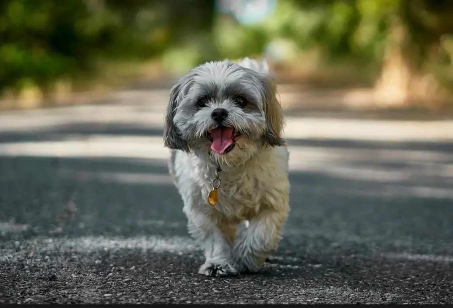 Park Avenue Terrace House Sleeps 9