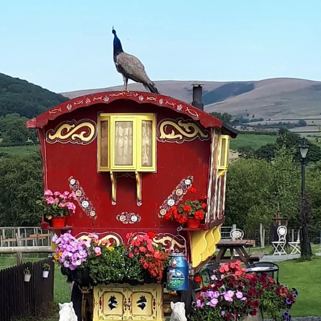 Rosie Traditional Gypsy Wagon