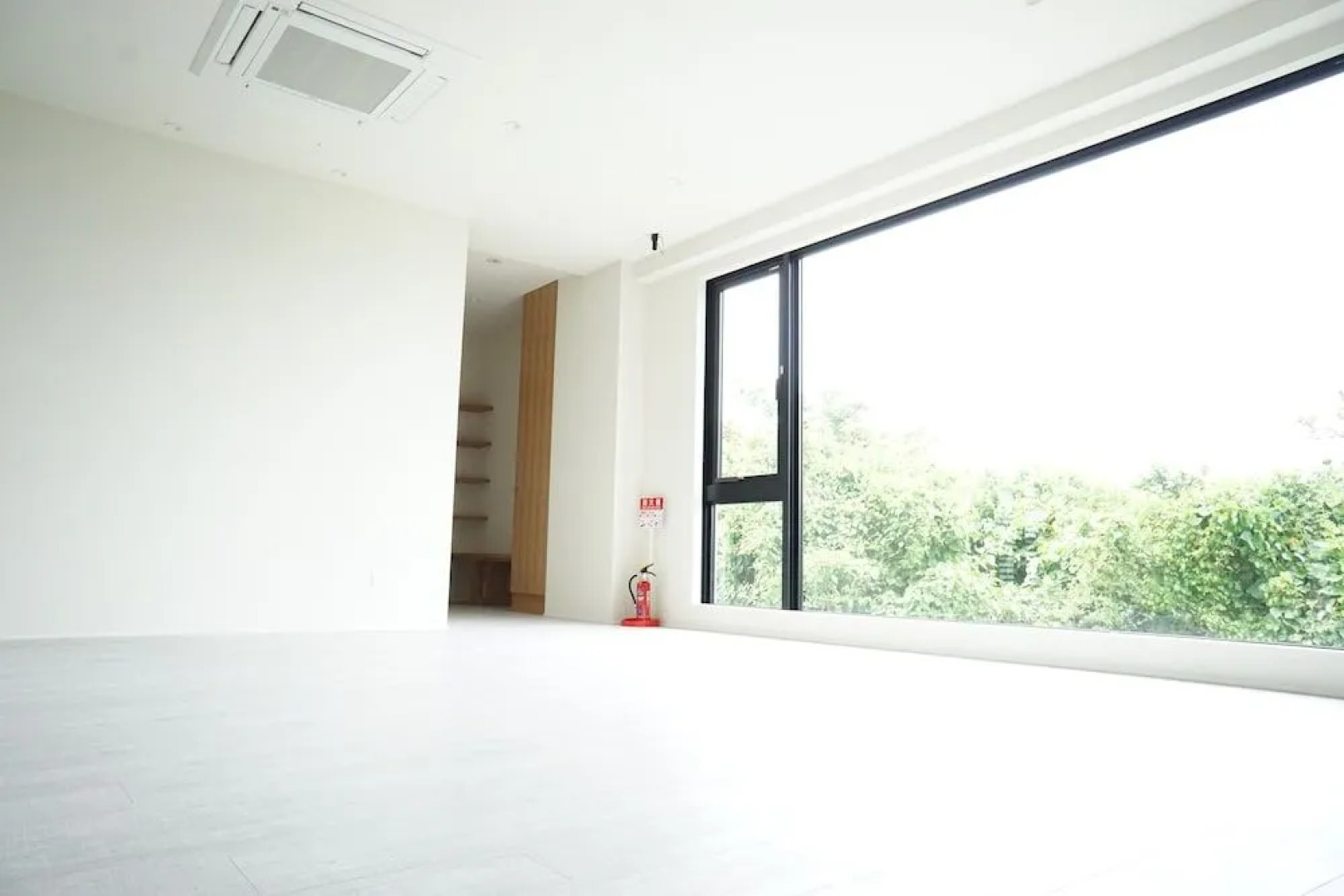 Blue Steak Wonder Senaha