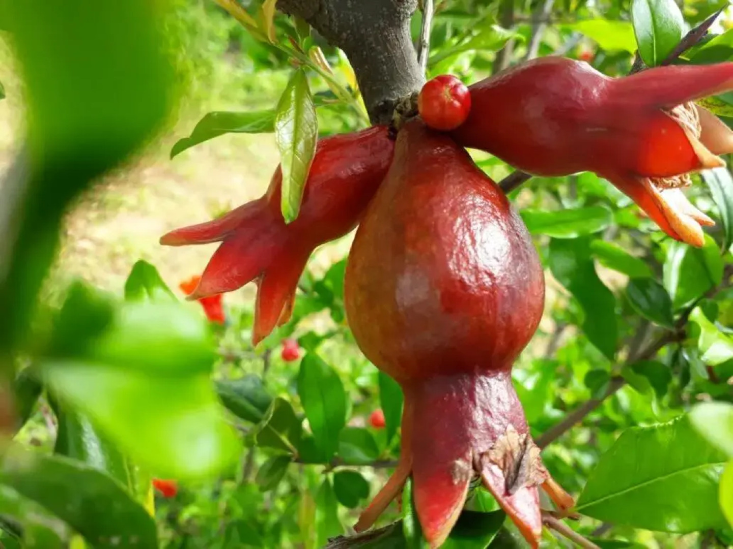 Green Peace Bheemeshwari