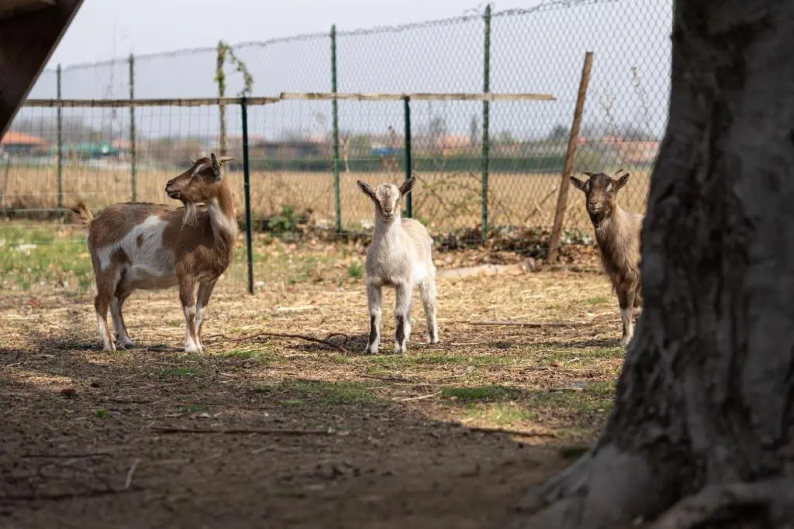 Cascina cattabreghetta
