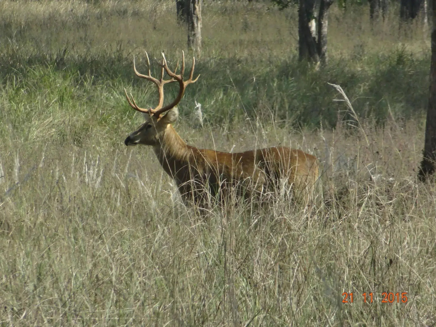 Windsor Tiger Resort