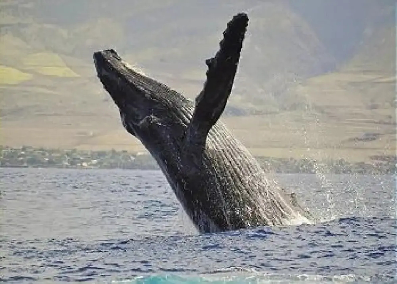 Aina Nalu K203 in Lahaina, Lahaina