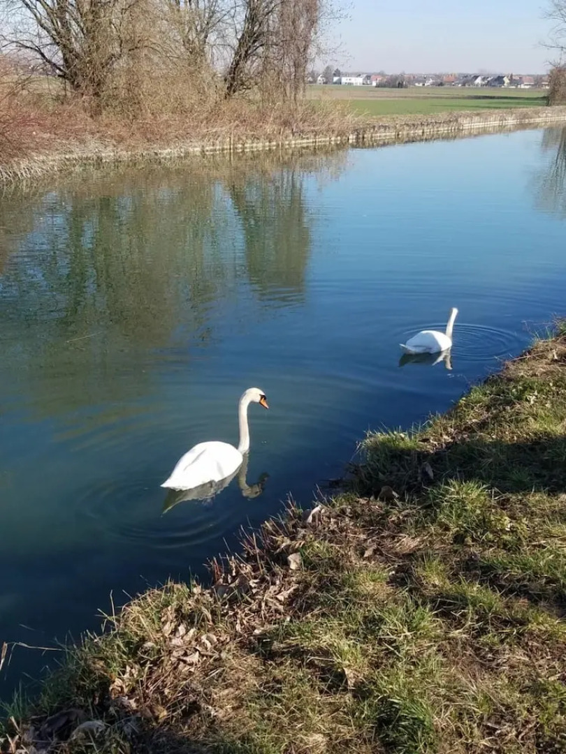 B&B Les Mésanges de l'Ill