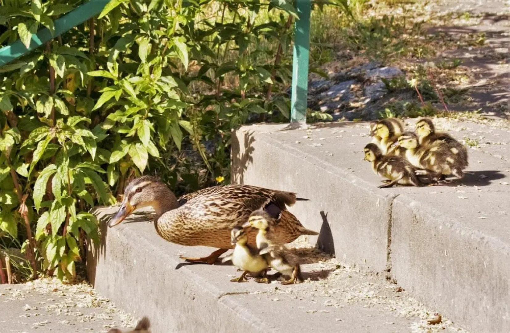 Hotel Altes Zollhaus
