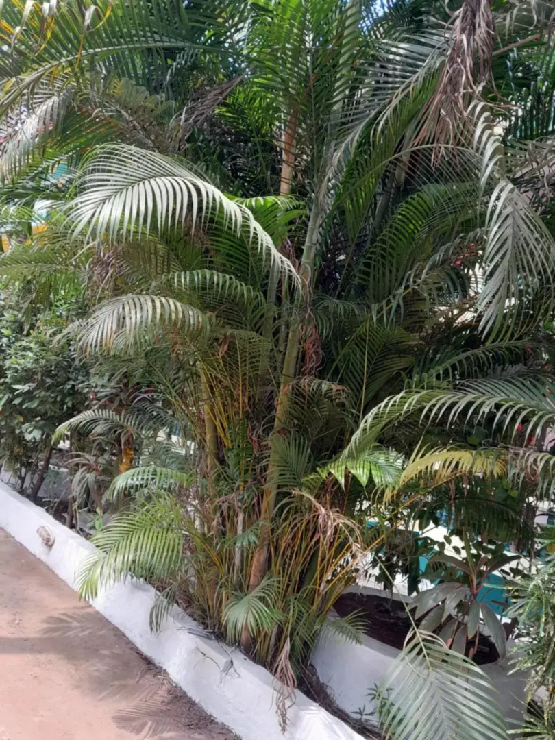 IVON Guest House Arambol