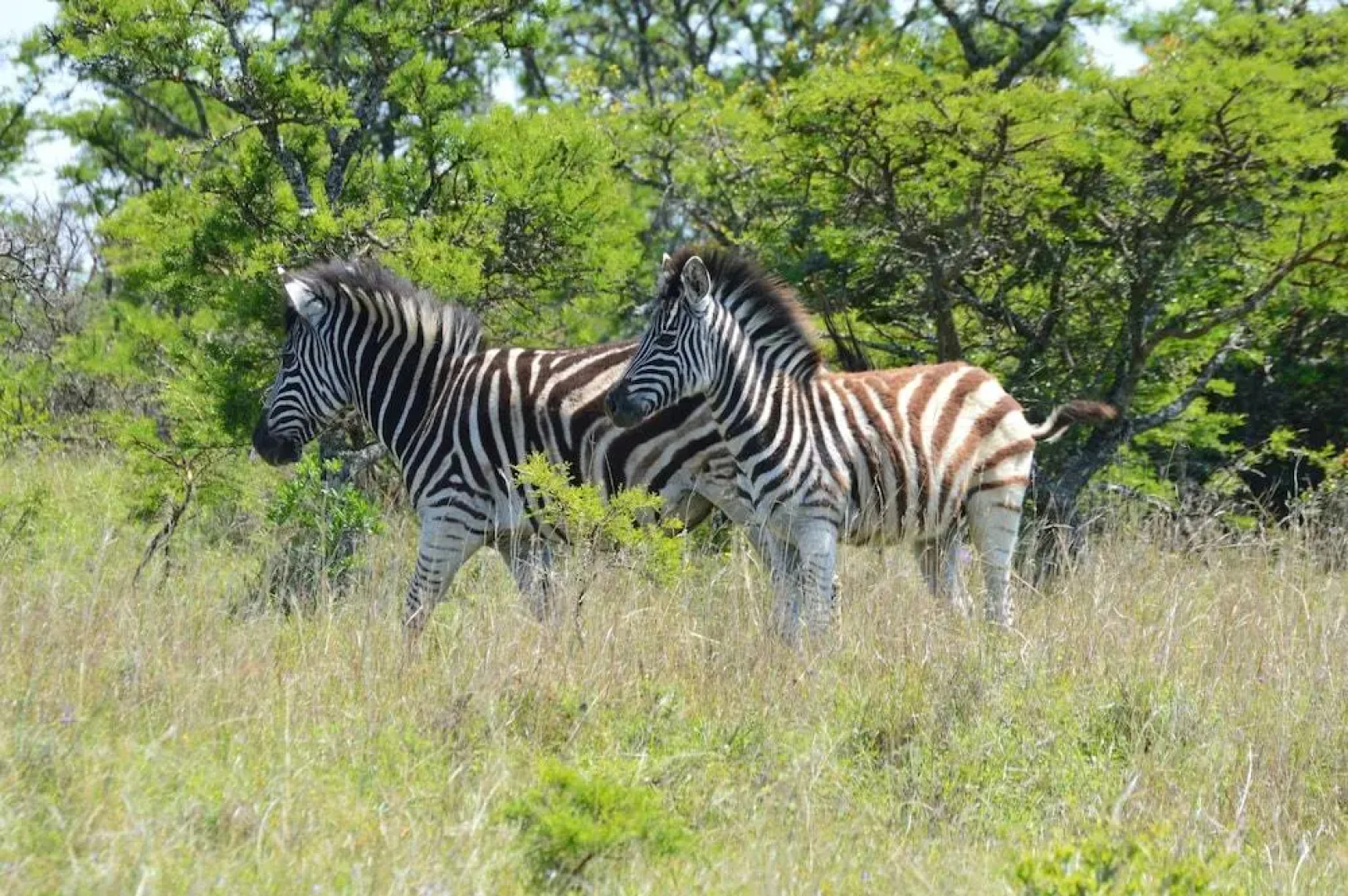 Mpongo Private Game Reserve