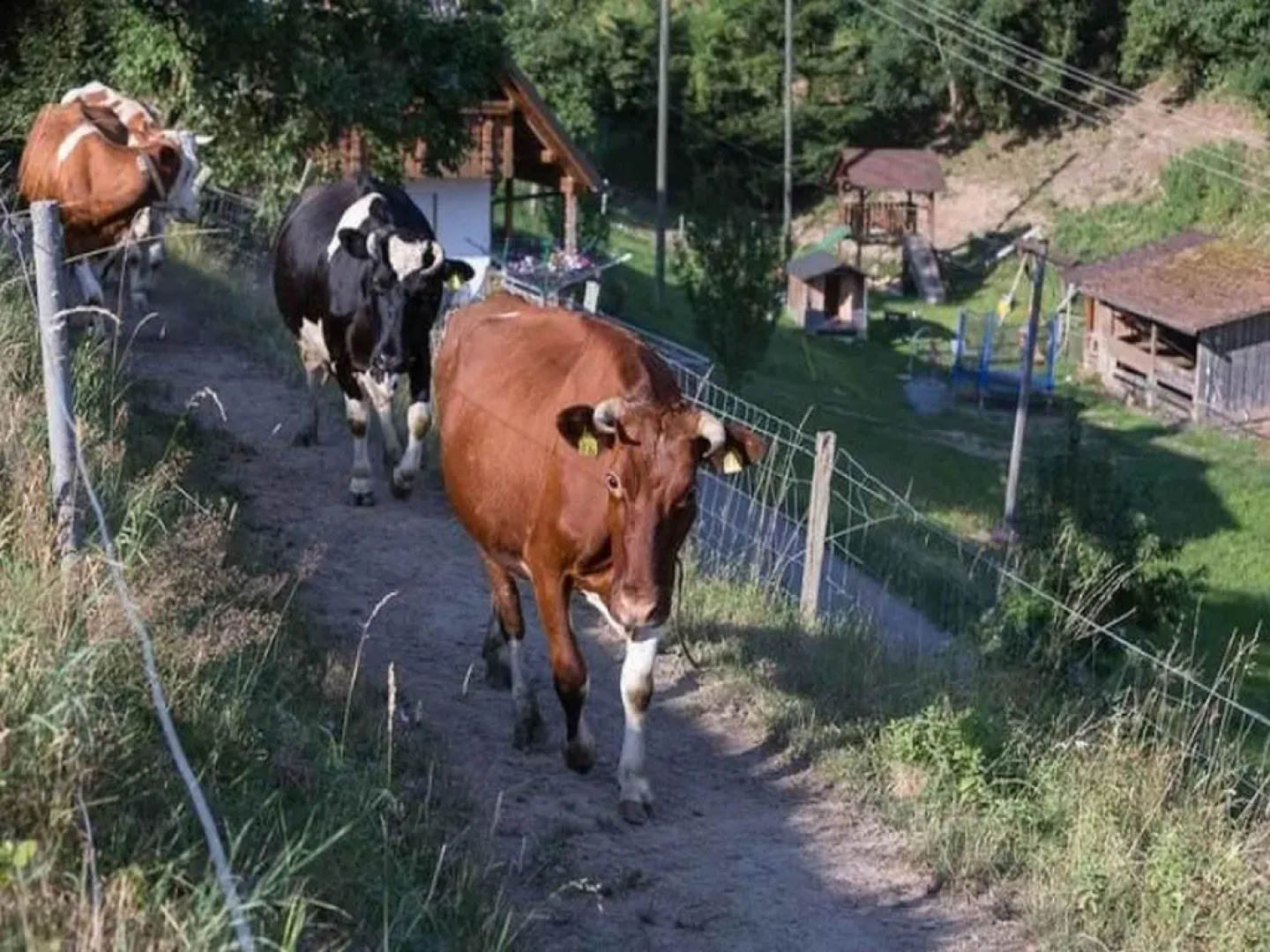 Eisenmann Holiday Farm