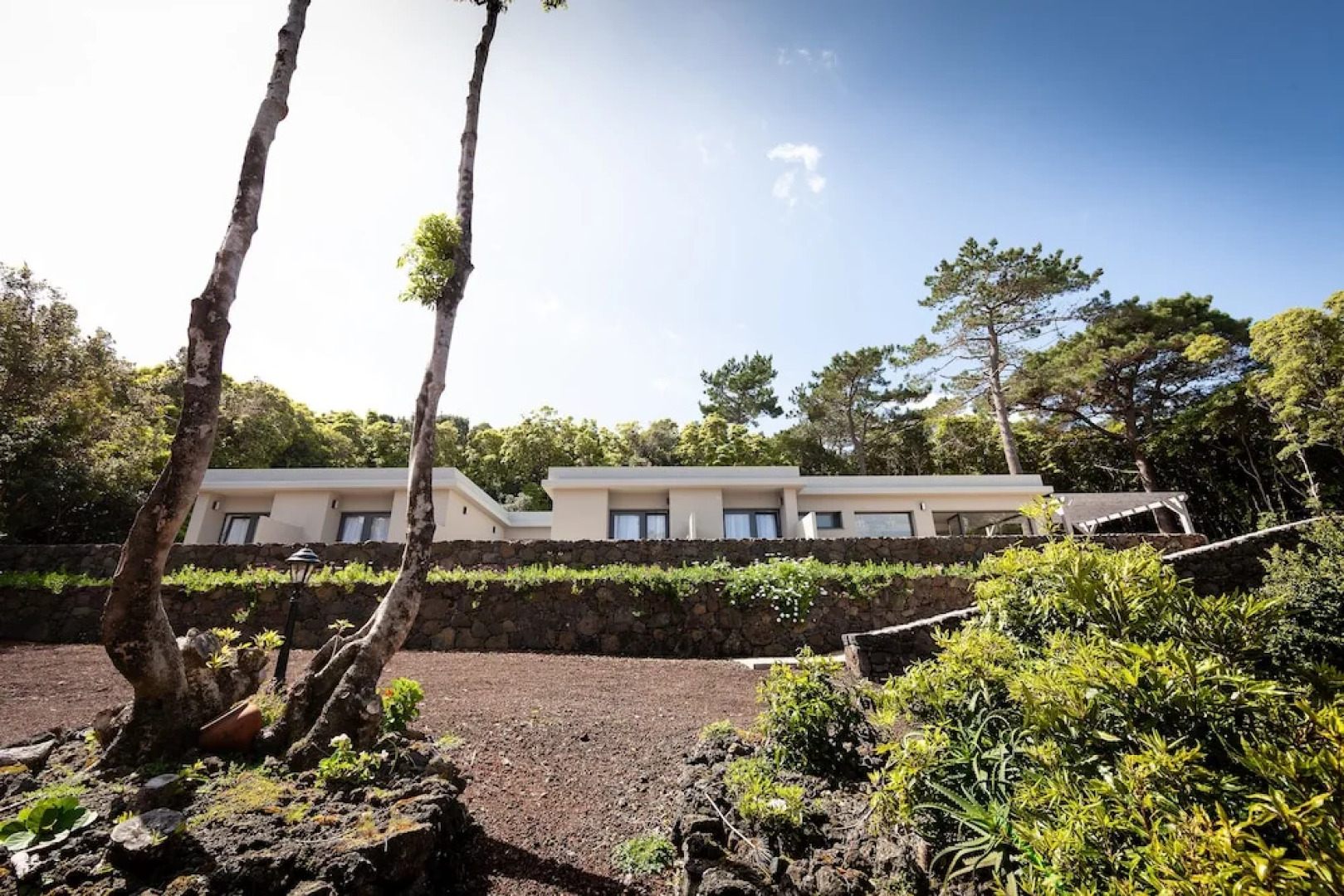 Pico Dreams - Sportfish