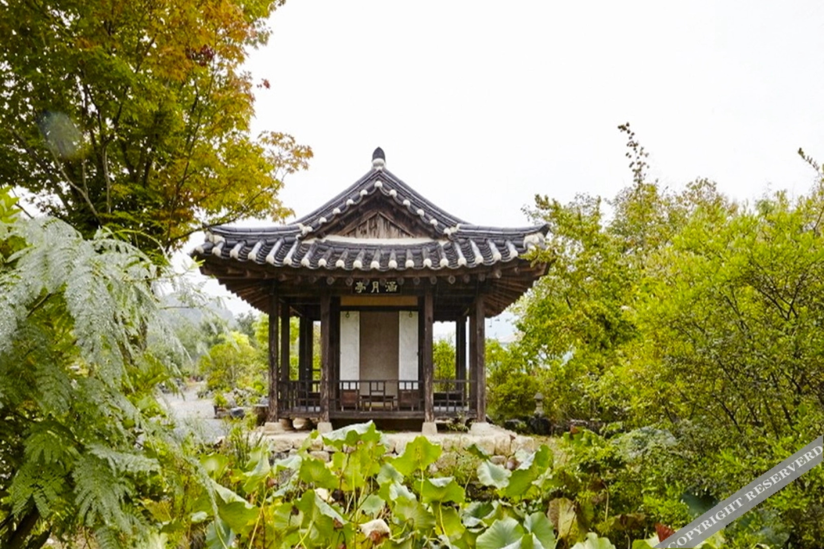 Chungju Wildflowers and Gotaengnadeuri