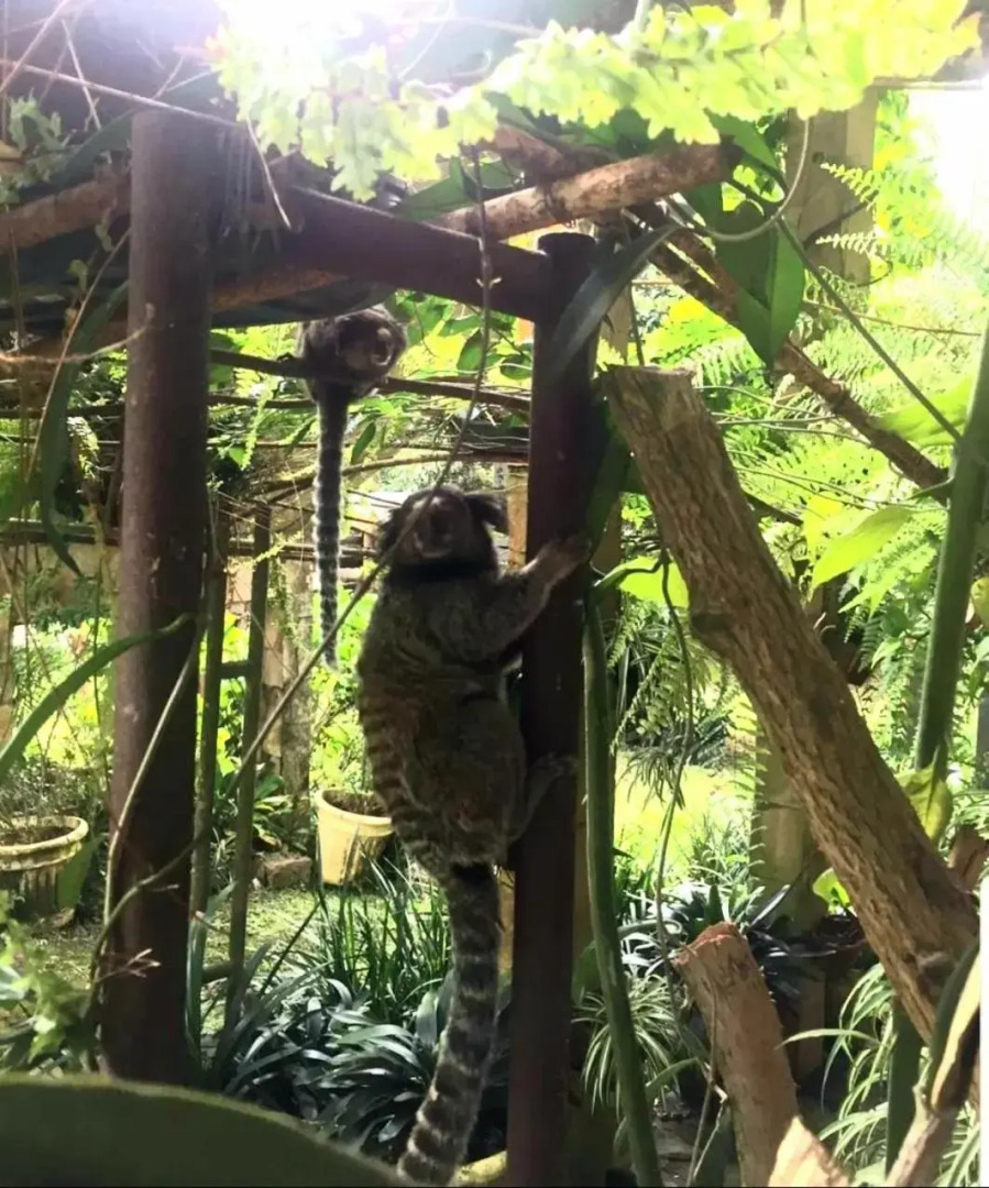 Pousada Canto da Coruja