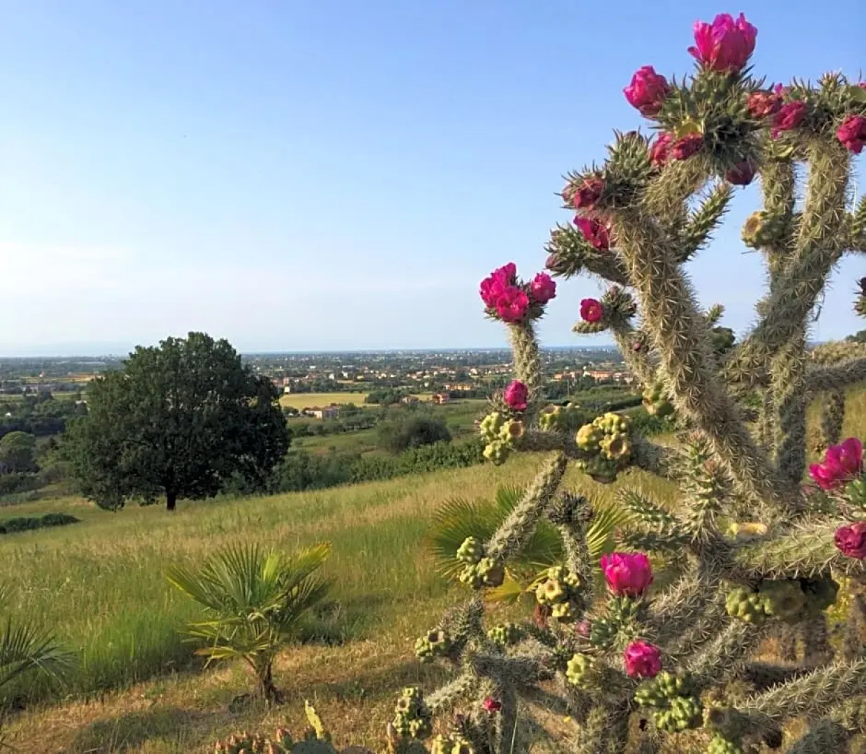 Villa Dell' Artista - Villa Anna