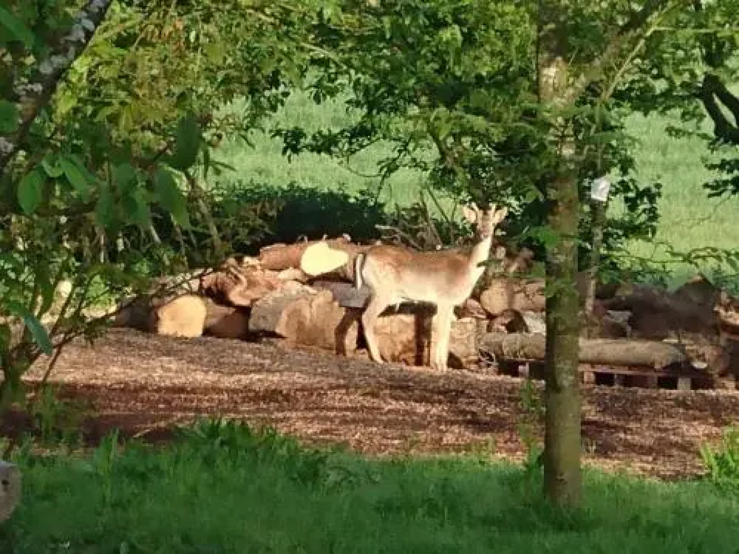 Plush Tents Glamping