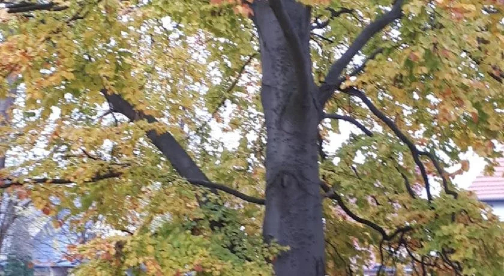 Cafe Hehrlich - Cafe, Pension & mehr