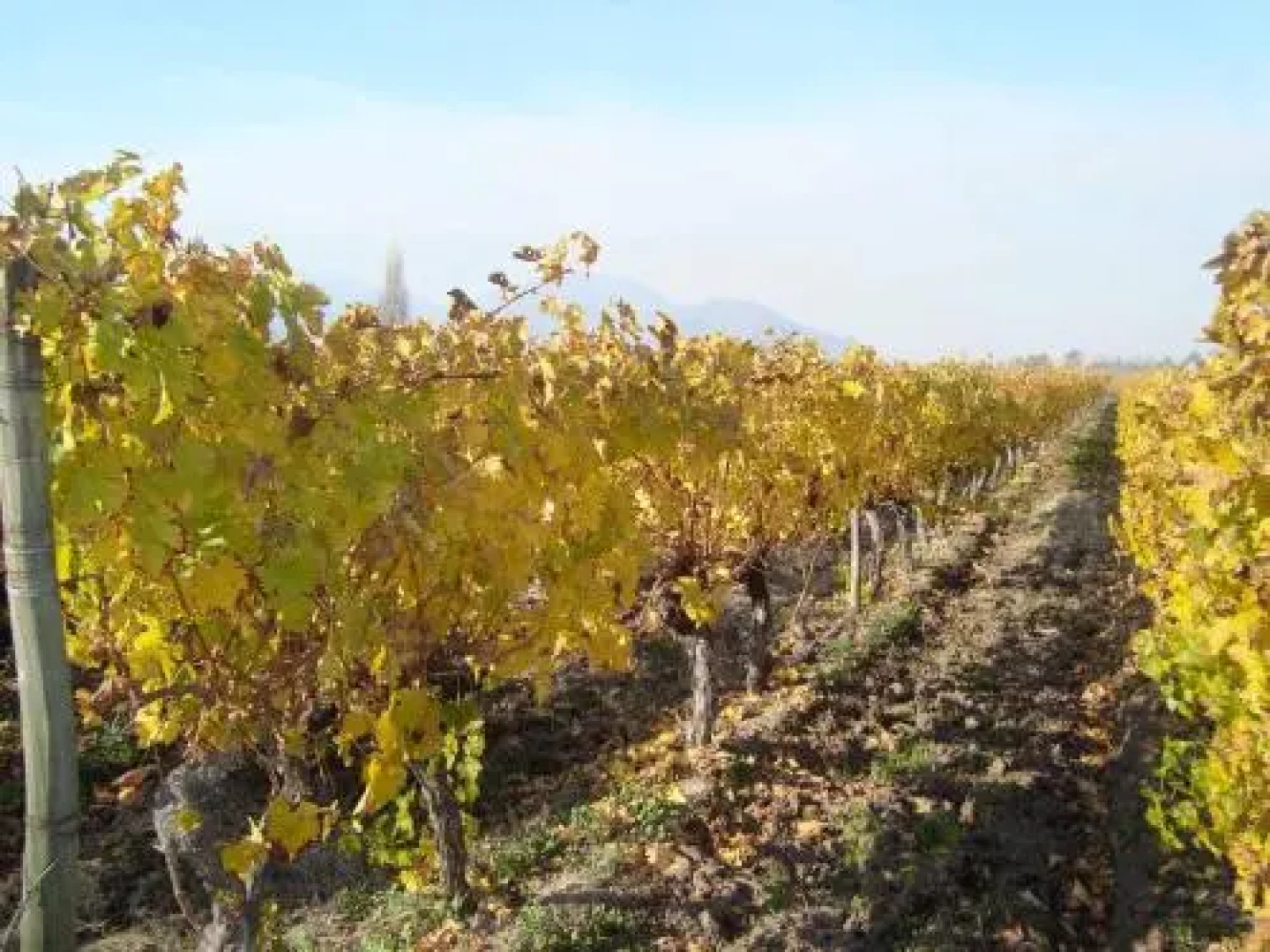 Santa Filomena de Cunaco