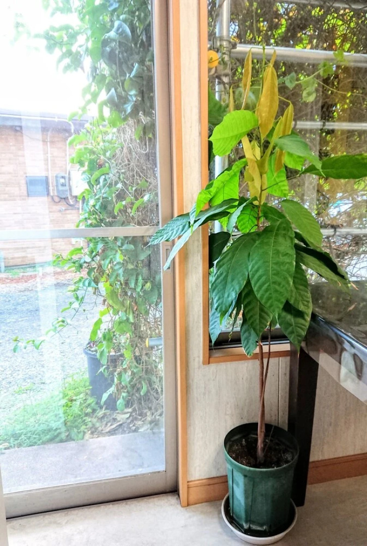 Yakushima Deaf Farm Guesthouse