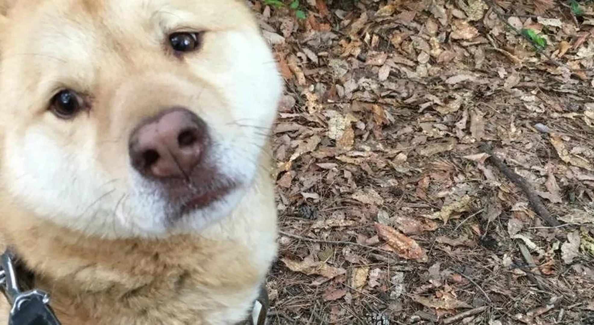 Canadian Loghouse Inn Azumino Yujin