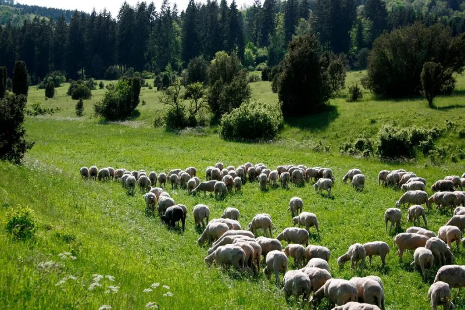 Ferienwohnungen Holder