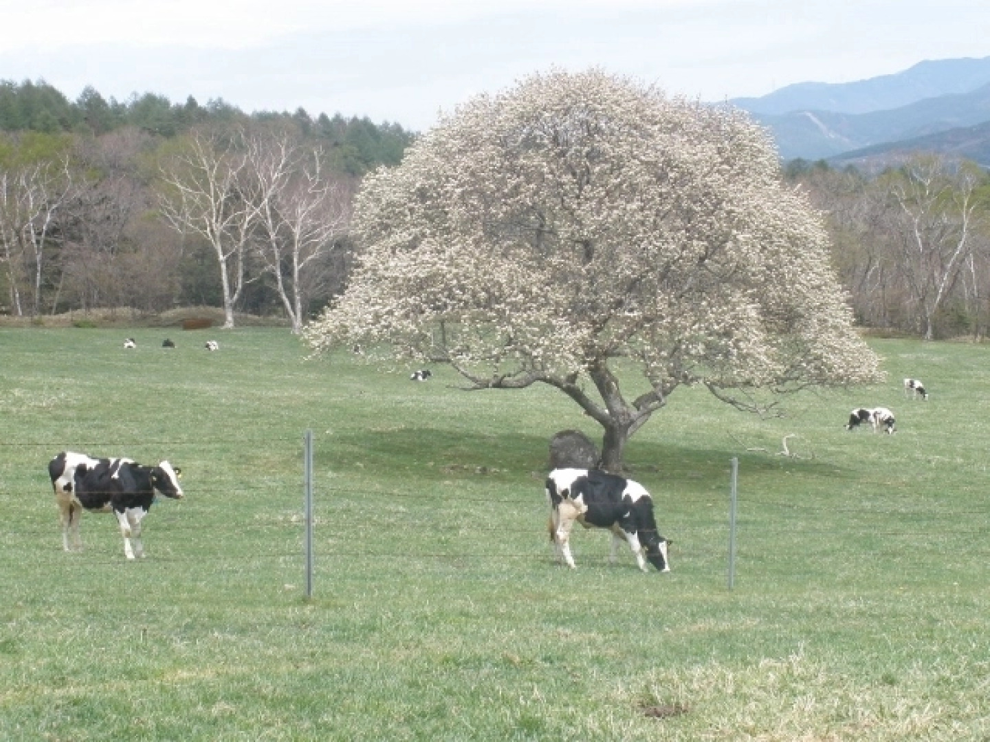 Petit Hotel & Restaurant Old Age