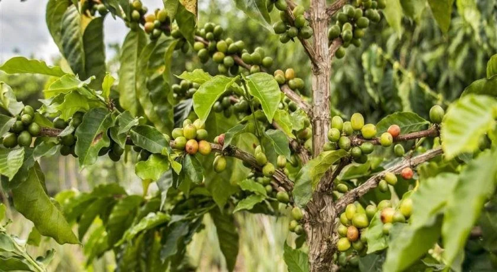 Hotel Arrayanes del Quindio