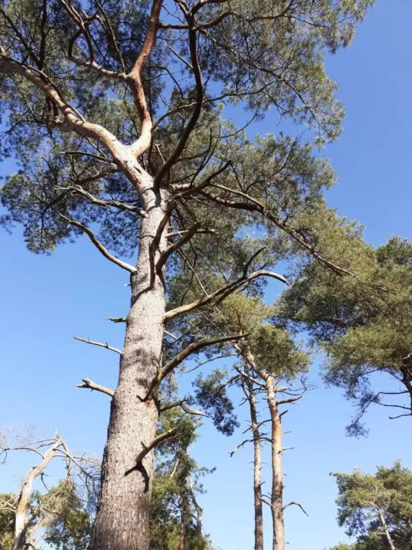 B&B Altijd Zomer (Adults Only)