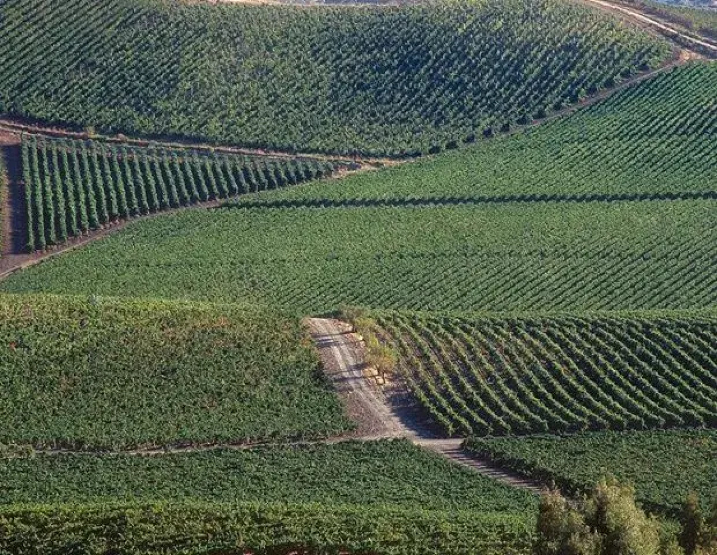 Tasca Conti d'Almerita - Tenuta Regaleali