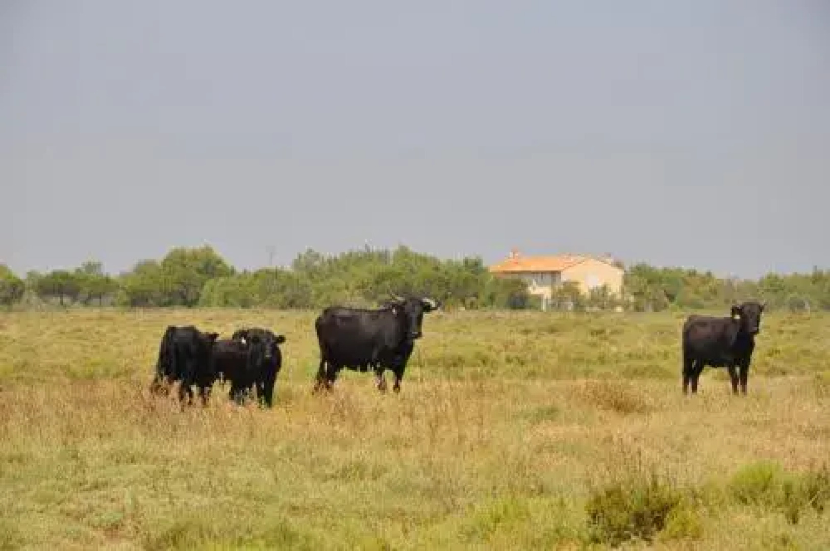 Gite Du Mas Bardouine