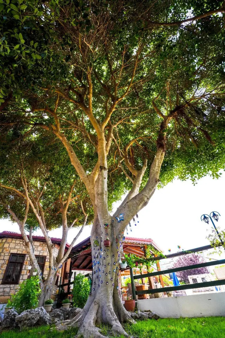 Sahin Villa Apart Dalyan