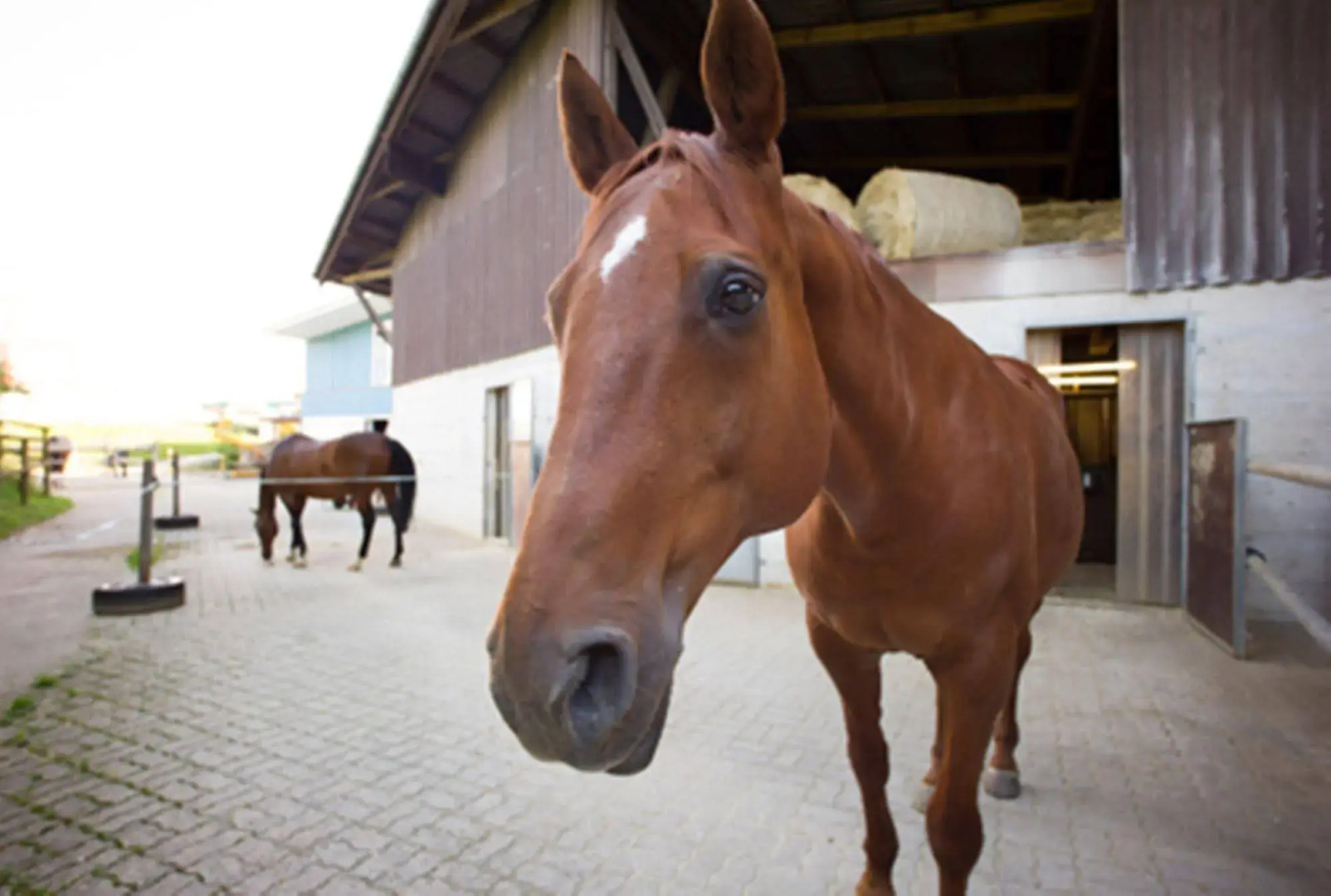 Hotel Restaurant Hohberg