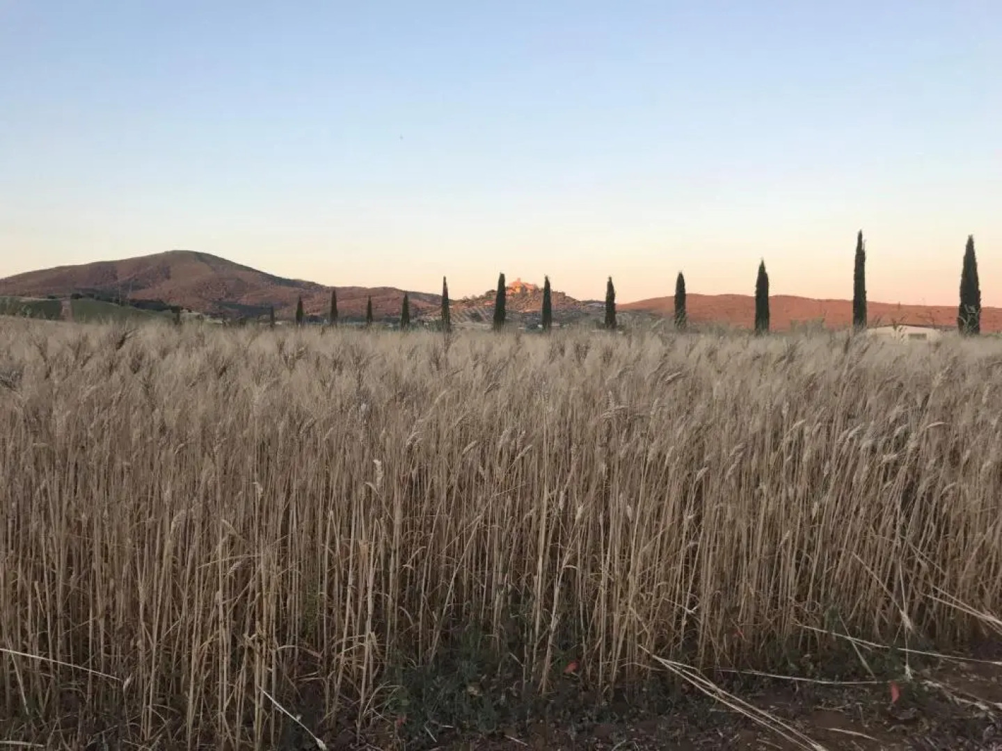 Il Casale Degli Olivi