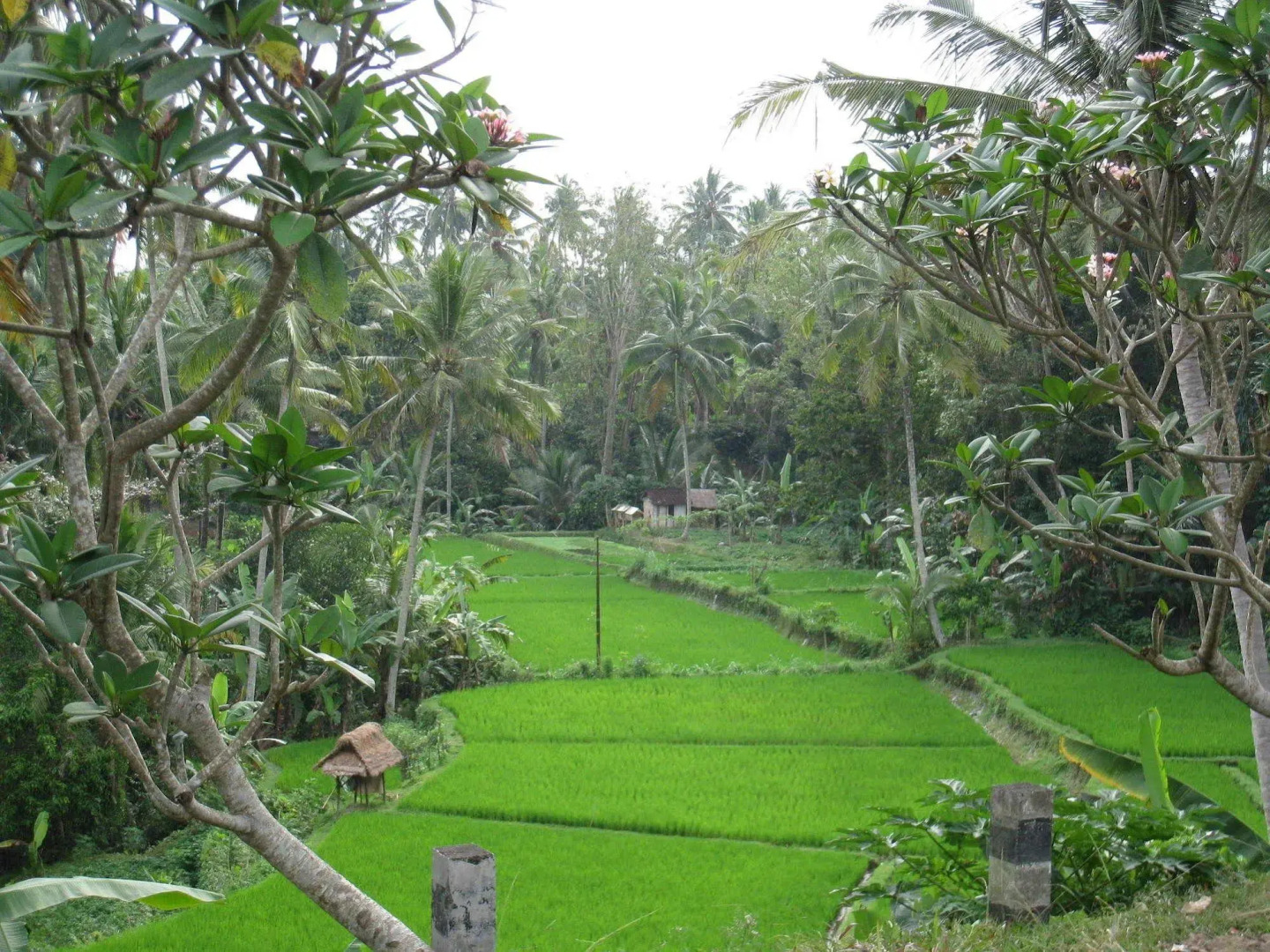 Bakung Ubud Resort and Villa