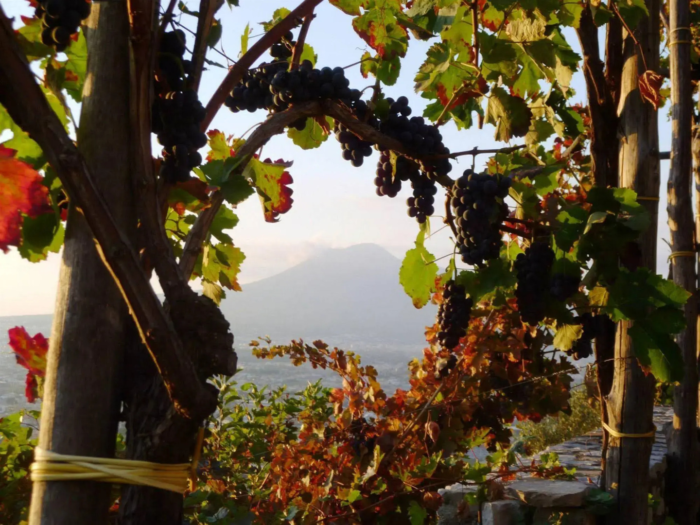 Agriturismo Villa Palmentiello